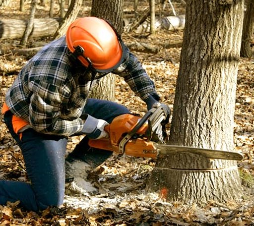 Tree Removal in Weimar, TX